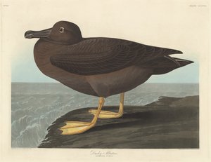ダスキー アルバトロス、1838 年。 作： Robert Havell