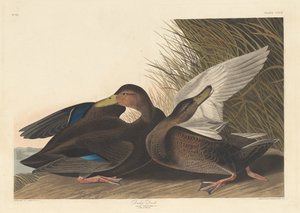 ダスキーダック、1836年。 作： Robert Havell