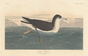 ダスキーペトレル、1836年。 作： Robert Havell