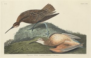 カーリュー・エスキモー、1834年。 作： Robert Havell