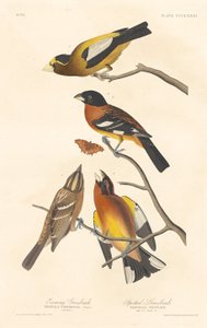 イブニング・グロスビークとスポテッド・グロスビーク、1837年。 作： Robert Havell
