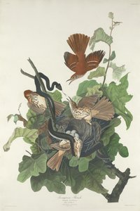 鉄ツグミ、1831年。 作： Robert Havell