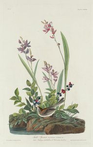 スズメ、1832年。 作： Robert Havell