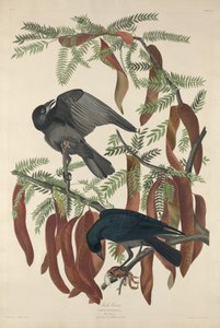 魚のカラス、1832年。 作： Robert Havell