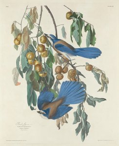 フロリダ・ジェイズ、1830年。 作： Robert Havell