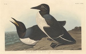 愚かなギルモット、1834年。