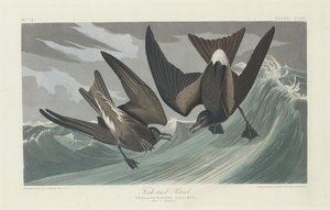 フォークテールミズナギドリ、1835年。