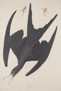 フリゲート ペリカン、1835 年。 作： Robert Havell