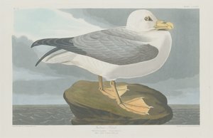 フルマー ペトレル、1835 年。 作： Robert Havell