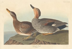 ガドウォール・ダック、1836年。 作： Robert Havell
