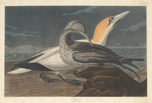 カツオドリ、1836 年。 作： Robert Havell