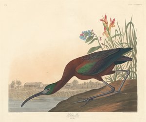 光沢のあるアイビス、1837年。 作： Robert Havell