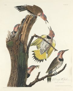 金翼のキツツキ、1828 年。 作： Robert Havell