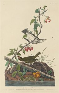 ゴールデンクラウンツグミ、1832年。 作： Robert Havell