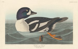 ゴールデンアイダック、1838年。 作： Robert Havell