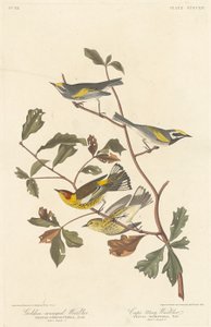 ゴールデンウィングド ウグイスとケープ メイ ウグイス、1838 年。 作： Robert Havell