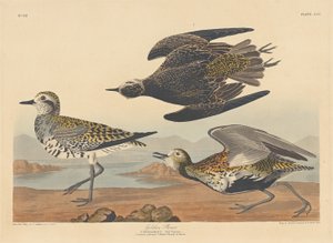 ゴールデン チドリ、1836 年。 作： Robert Havell