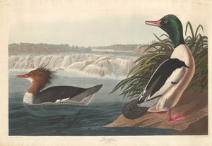 グーサンダー、1836年。 作： Robert Havell
