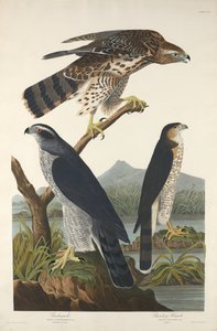 オオタカとスタンリー ホーク、1832 年。 作： Robert Havell
