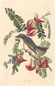 灰色の暴君、1833年。 作： Robert Havell