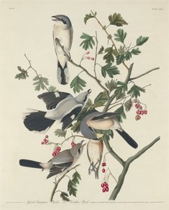 グレート・アメリカン・モズまたはブッチャー・バード、1834年。 作： Robert Havell