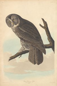 シロフクロウ、1837年。 作： Robert Havell