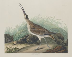 グレート・カーリュー・エスキモー、1835年。 作： Robert Havell