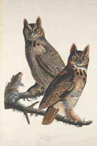 アメリカワシミミズク、1829 年。