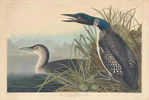 グレート ノーザン ダイバーまたはルーン、1836 年。 作： Robert Havell