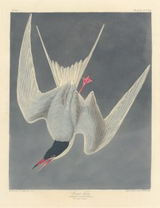 オオアジサシ、1836 年。 作： Robert Havell