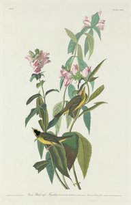 グリーンブラックキャプテンヒタキ、1831年。 作： Robert Havell
