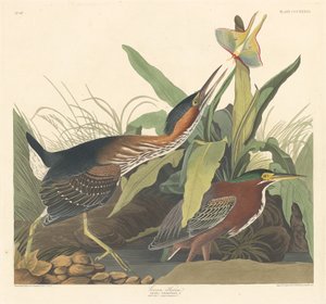 アオサギ、1836年。 作： Robert Havell