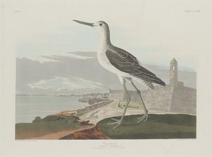 グリーンシャンク、1835年。 作： Robert Havell