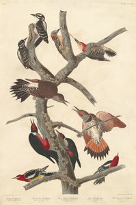 毛むくじゃらのキツツキ、1838 年。