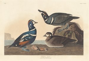 ハーレクイン・ダック、1836年。 作： Robert Havell