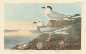 ハベルアジサシとトルドーアジサシ、1838年。