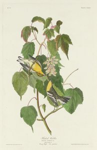 アメリカツガ、1832 年。 作： Robert Havell