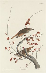 隠者ツグミ、1829年。 作： Robert Havell