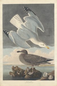 セグロカモメ、1836 年。 作： Robert Havell