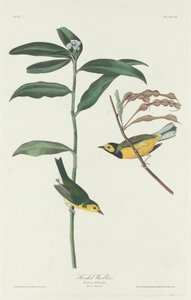 フード付きウグイス、1831 年。 作： Robert Havell
