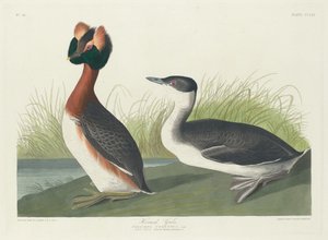 ツノカイツブリ、1835 年。 作： Robert Havell