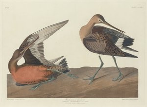ハドソンのゴッドウィット、1835年。