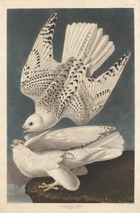 アイスランドまたはジャーファルコン、1837年。 作： Robert Havell