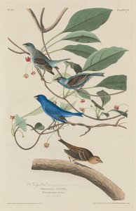 インディゴバード、1829年。 作： Robert Havell