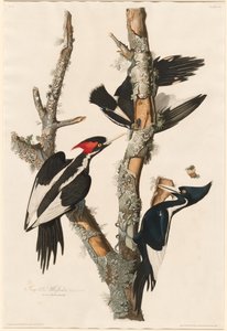 象牙のキツツキ、1829 年。