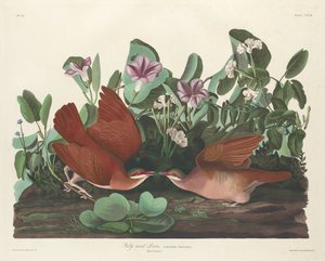 キーウェストの鳩、1833年。 作： Robert Havell