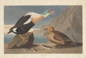 キングダック、1835年。 作： Robert Havell