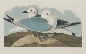 キティウェイク ゴールド、1834 年。 作： Robert Havell