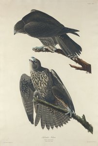 ラブラドールファルコン、1834年。 作： Robert Havell