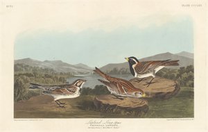 ラップランド・ロングスパー、1837年。 作： Robert Havell
